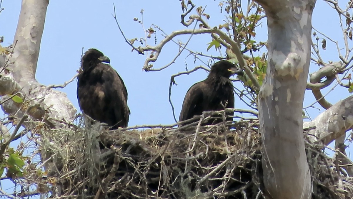 Bald Eagle - ML620631999