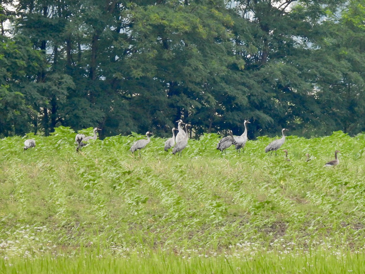 Common Crane - ML620632001