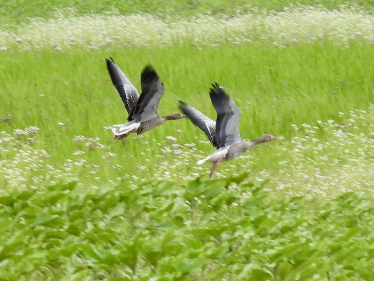 Graylag Goose - ML620632002