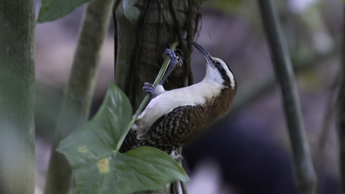 Rufous-naped Wren - ML620632004