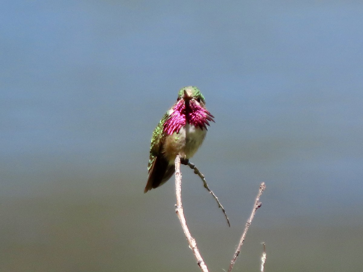 Calliope Hummingbird - ML620632010