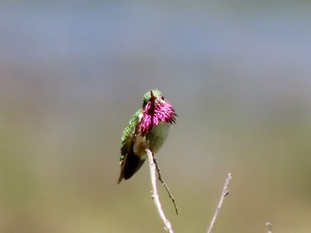 Colibrí Calíope - ML620632011