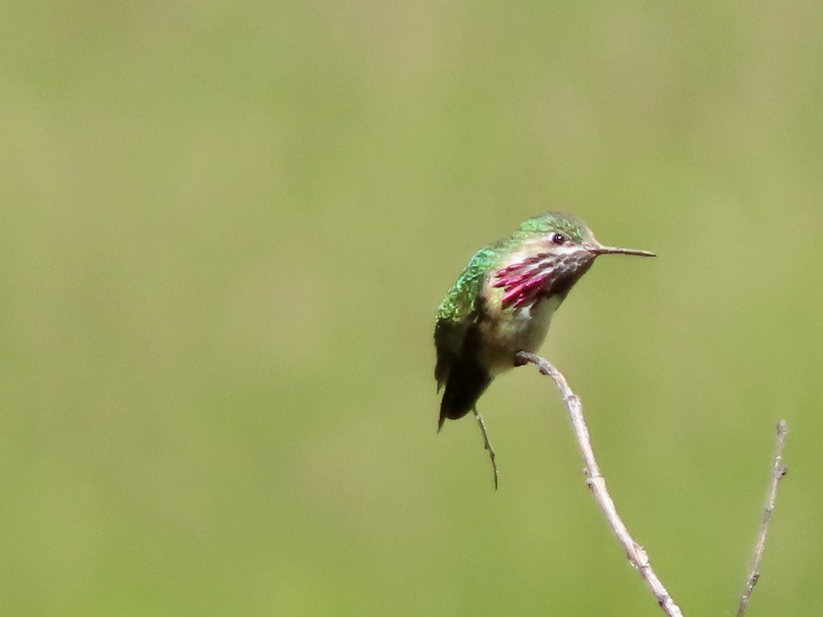 Calliope Hummingbird - ML620632012