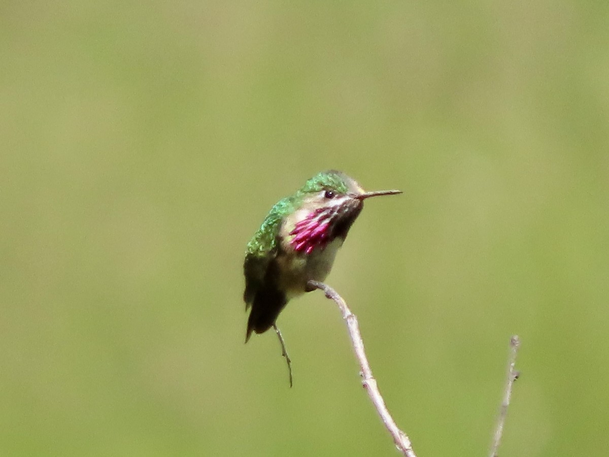 Calliope Hummingbird - ML620632013