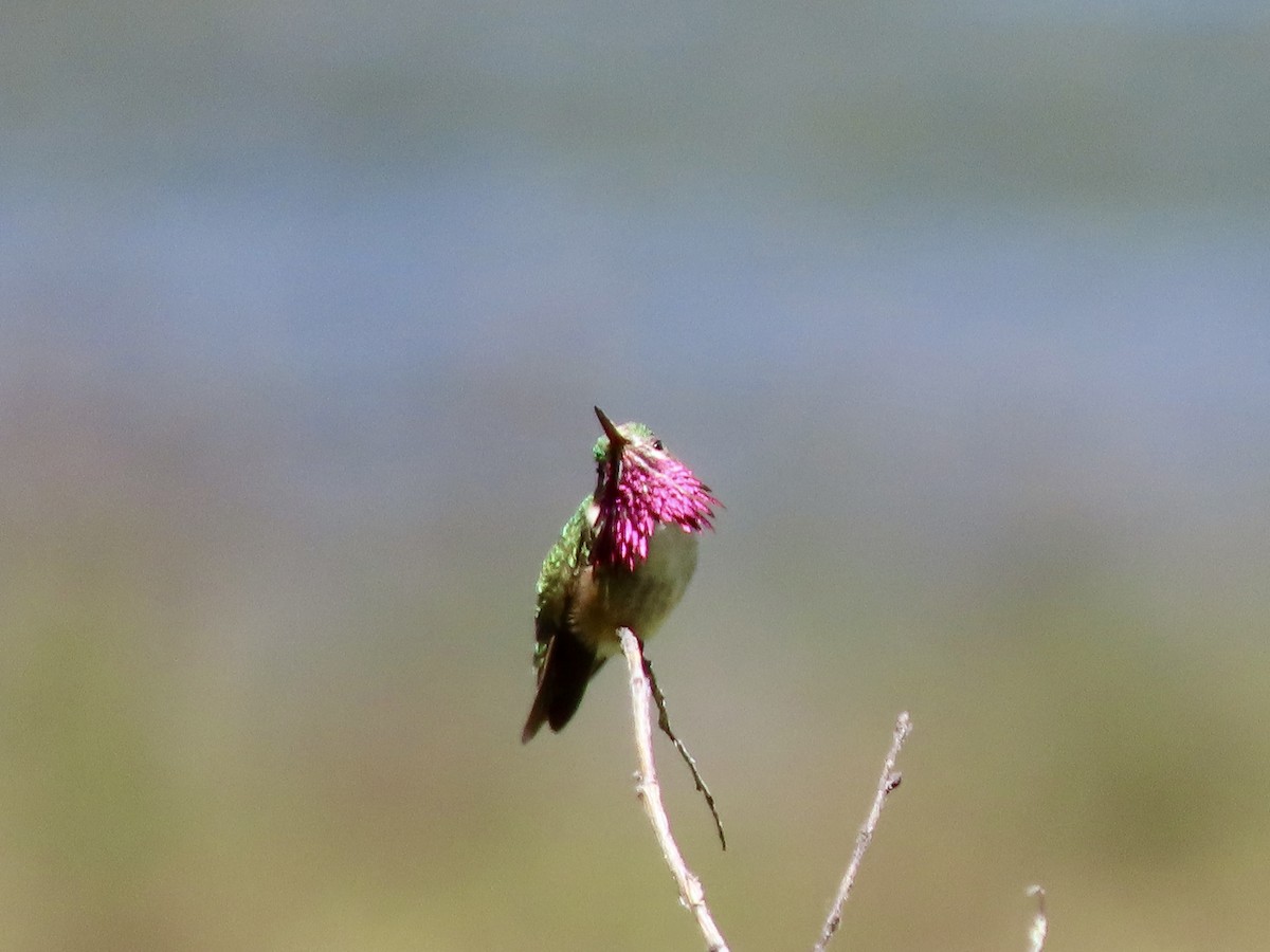 Colibrí Calíope - ML620632014