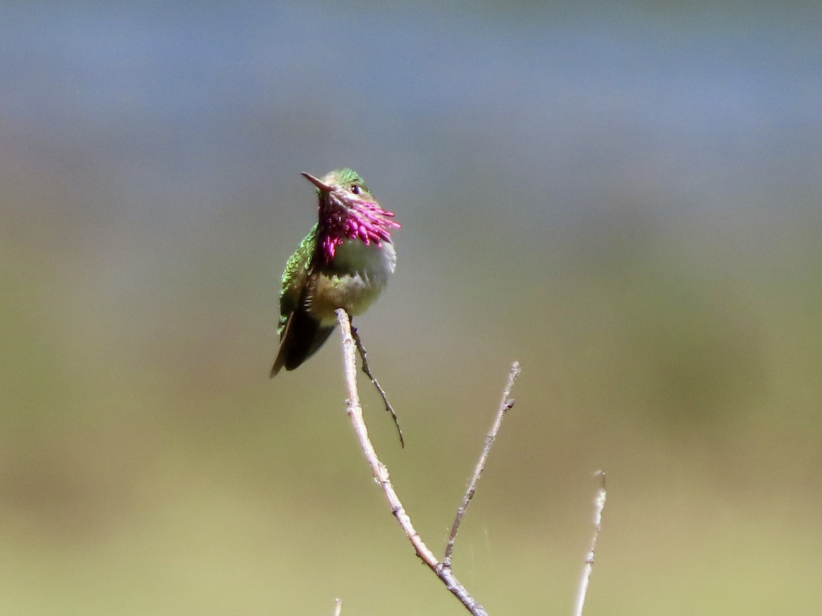 Calliope Hummingbird - ML620632015