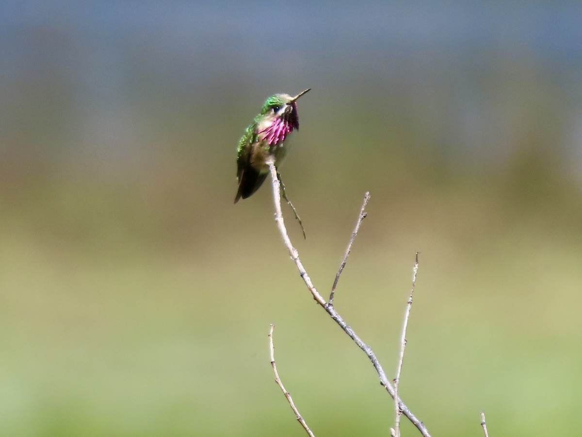 Calliope Hummingbird - ML620632017