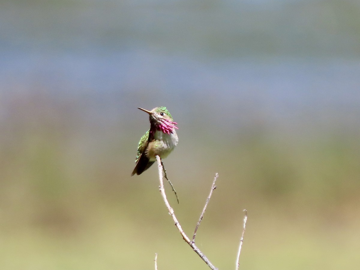 Colibrí Calíope - ML620632018