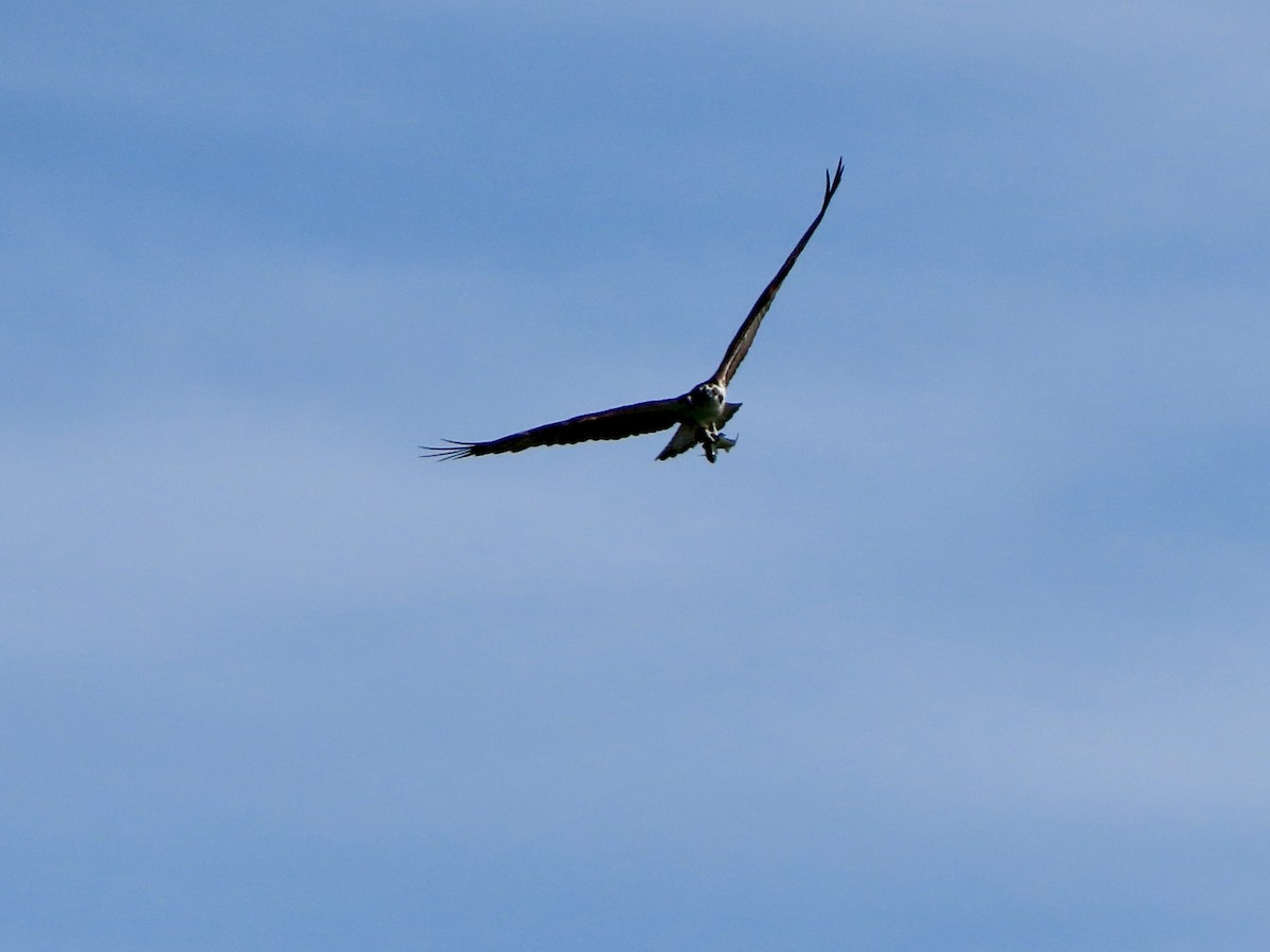 Águila Pescadora - ML620632020