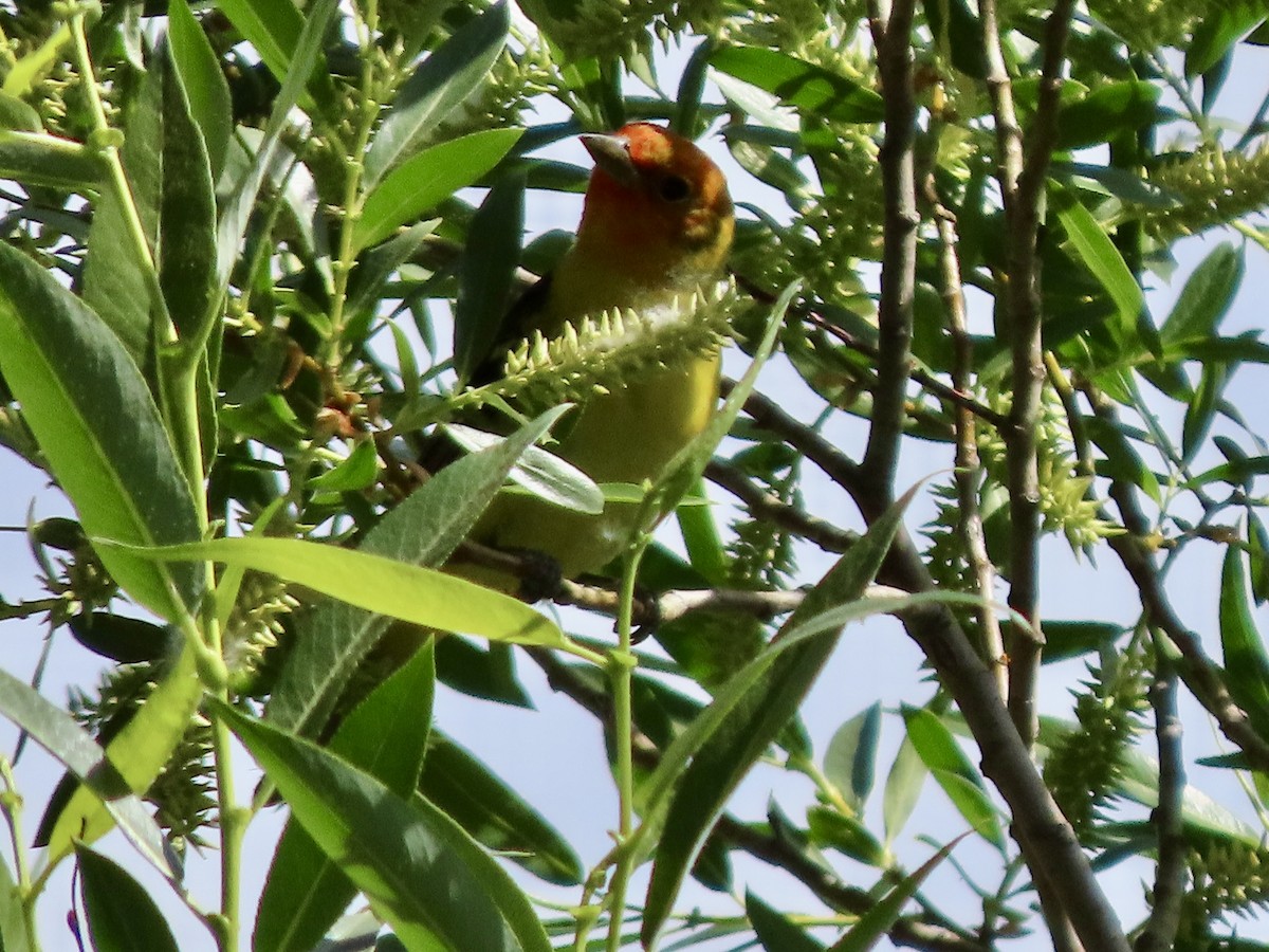 Western Tanager - ML620632024