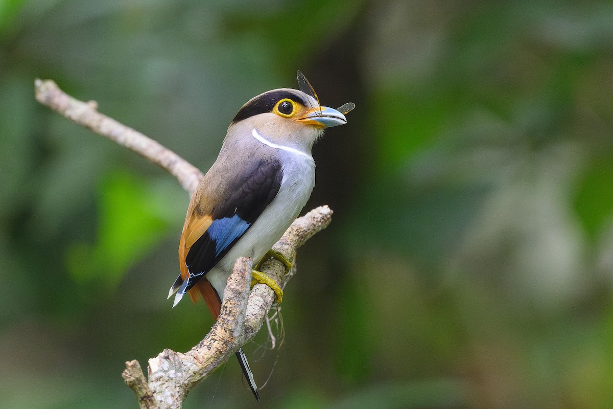 Silver-breasted Broadbill - David Southall