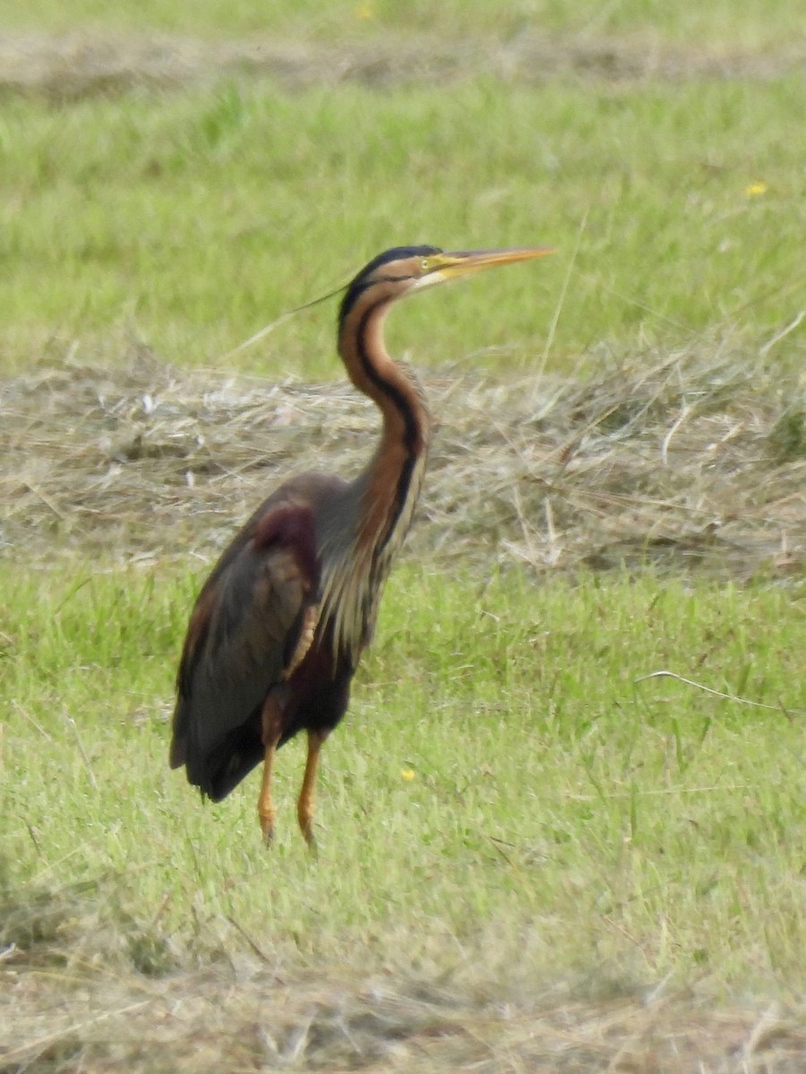 Purple Heron - ML620632033