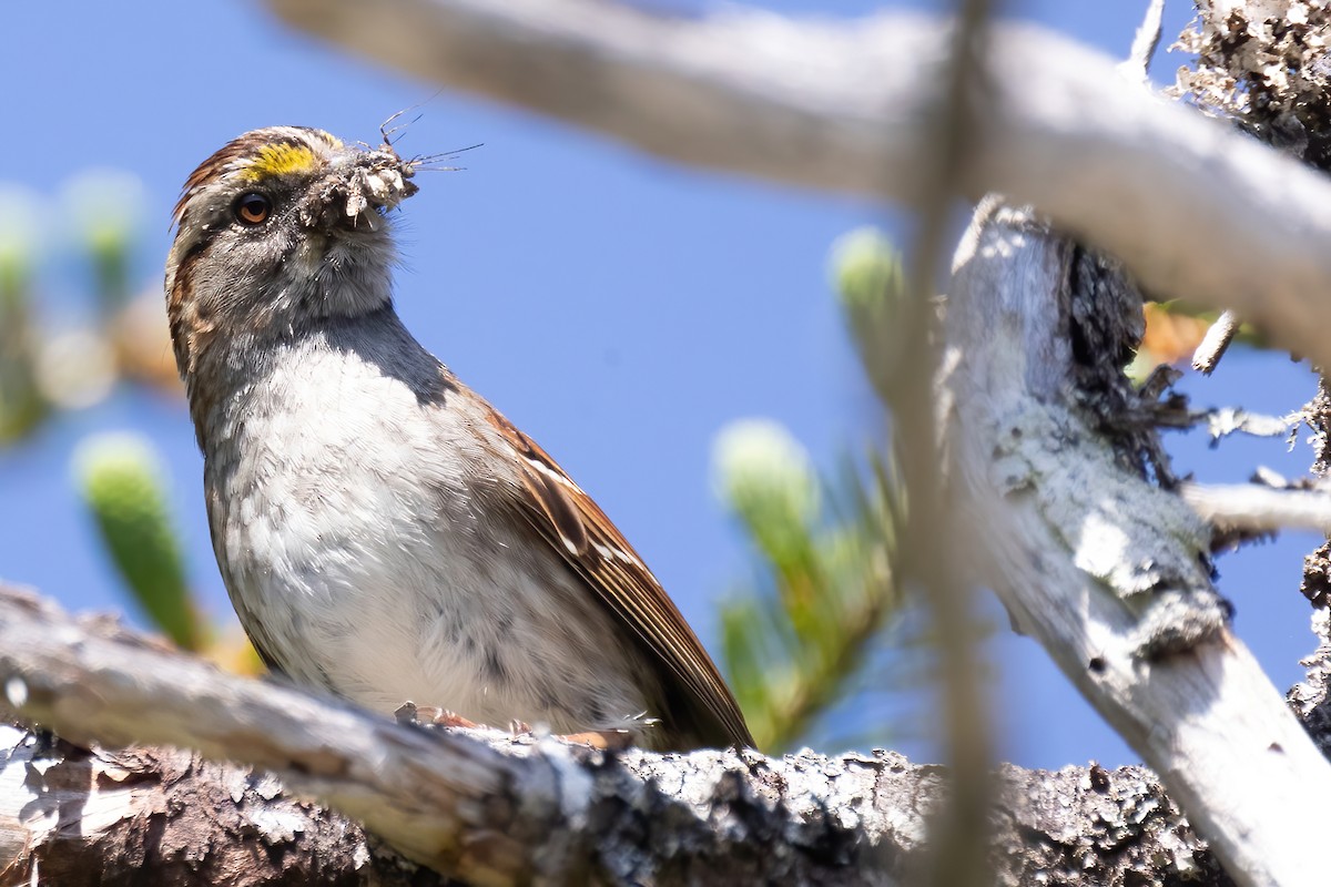 White-throated Sparrow - ML620632036