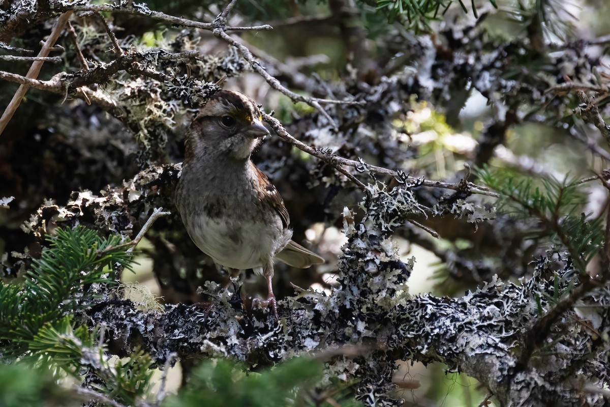 White-throated Sparrow - ML620632037