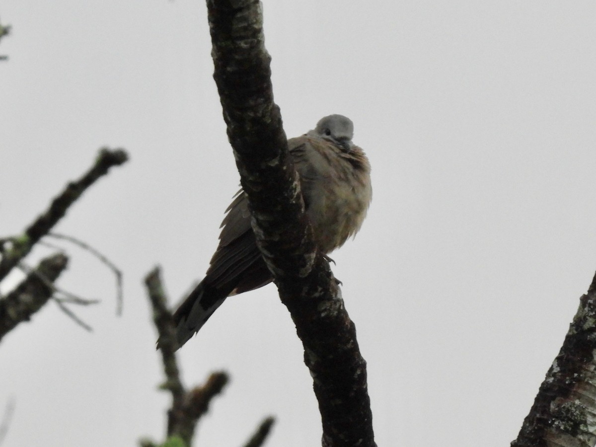 珠頸斑鳩 - ML620632043