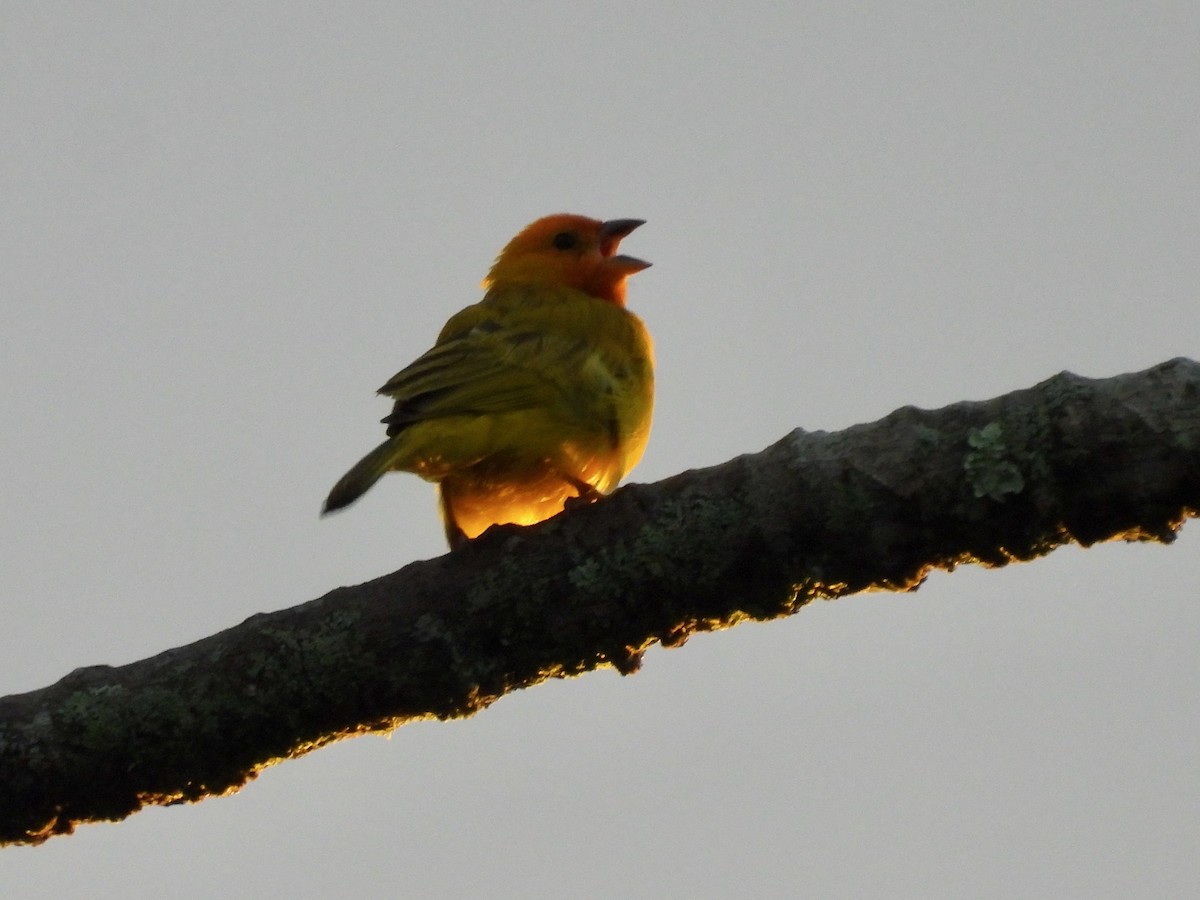 Saffron Finch - ML620632047