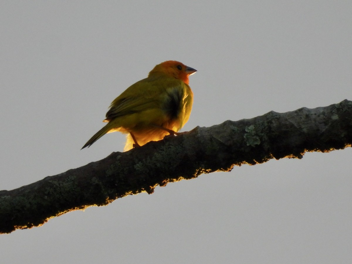 Saffron Finch - ML620632048