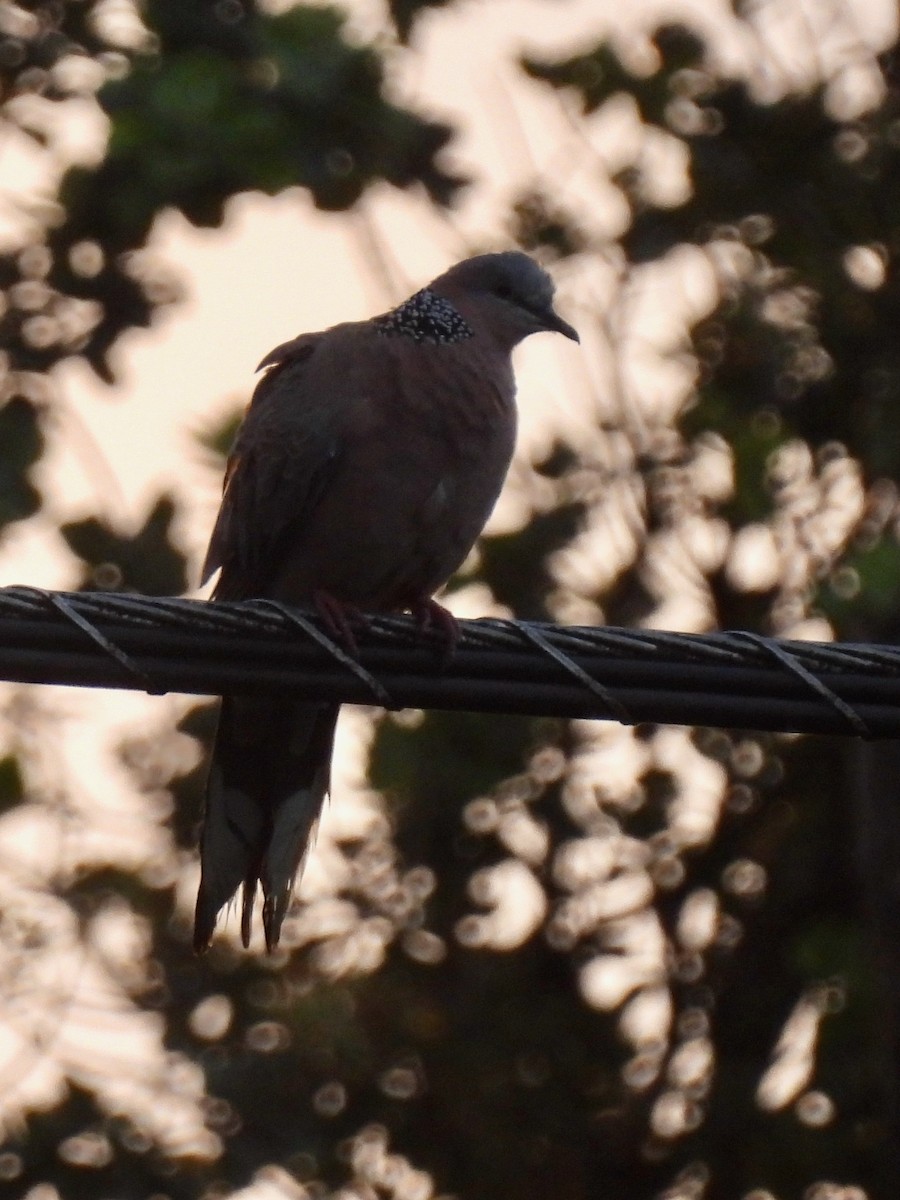 Spotted Dove - ML620632049