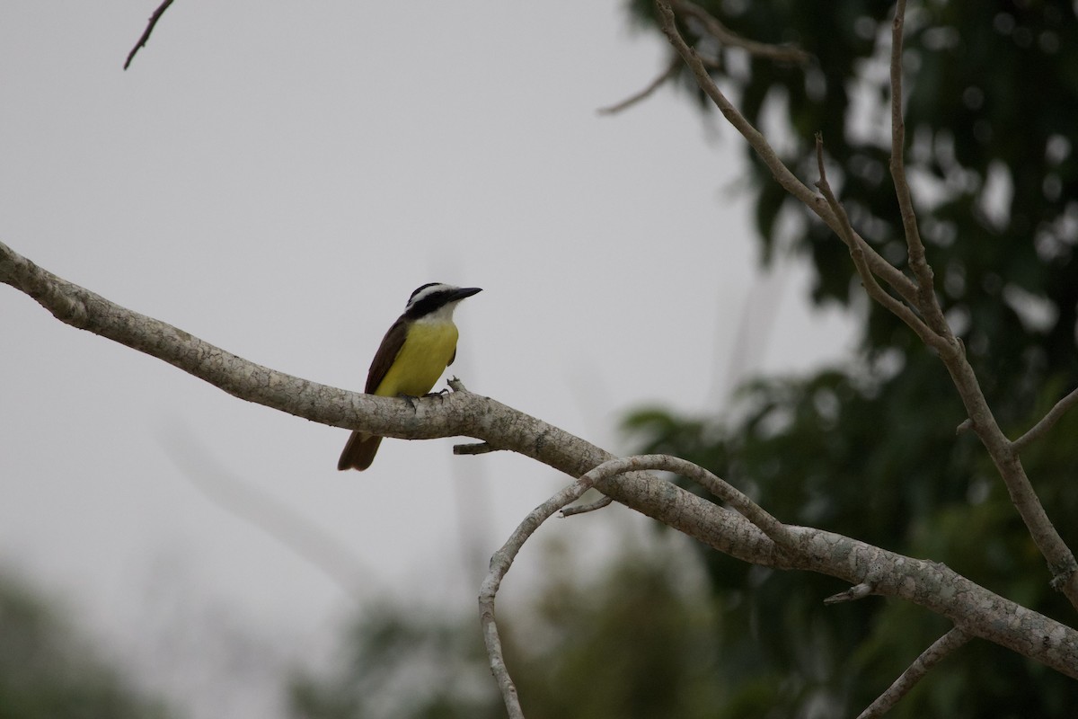 Boat-billed Flycatcher - ML620632052