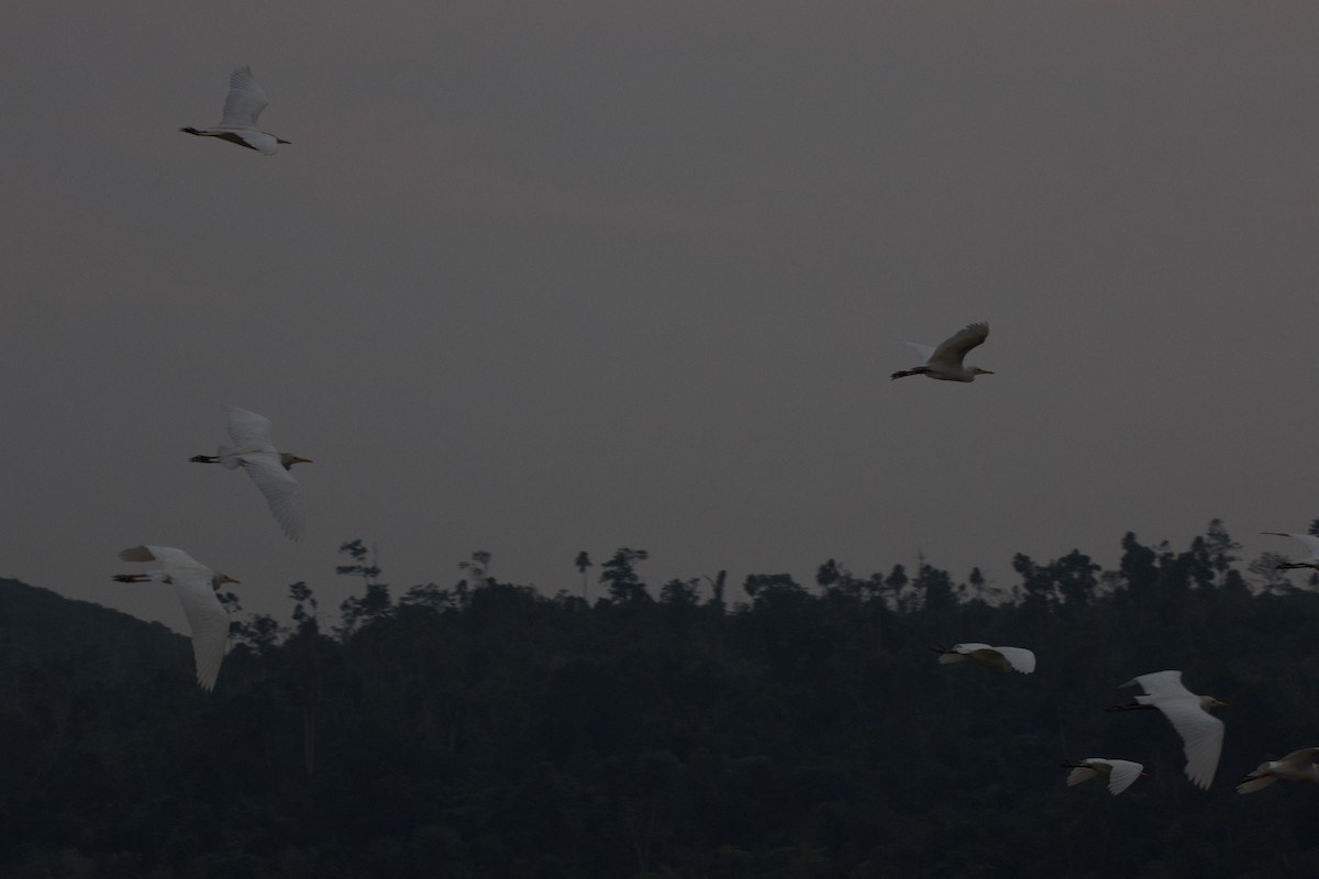 Egretta/Bubulcus sp. - ML620632054