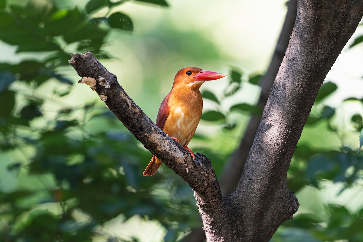 Ruddy Kingfisher - ML620632056