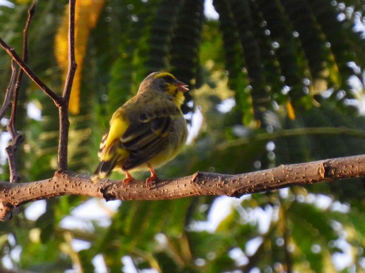 Yellow-fronted Canary - ML620632057