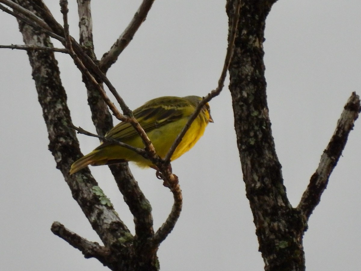 Yellow-fronted Canary - ML620632058
