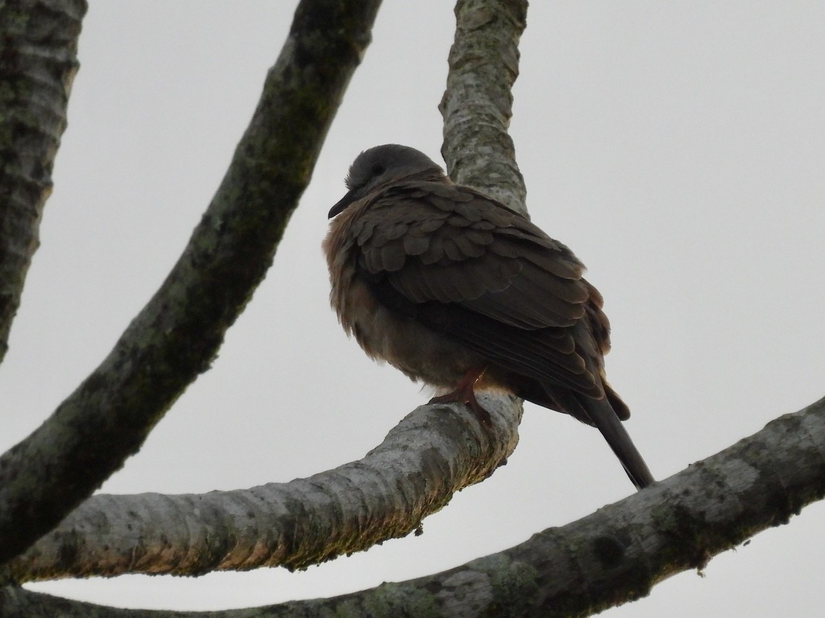 珠頸斑鳩 - ML620632059