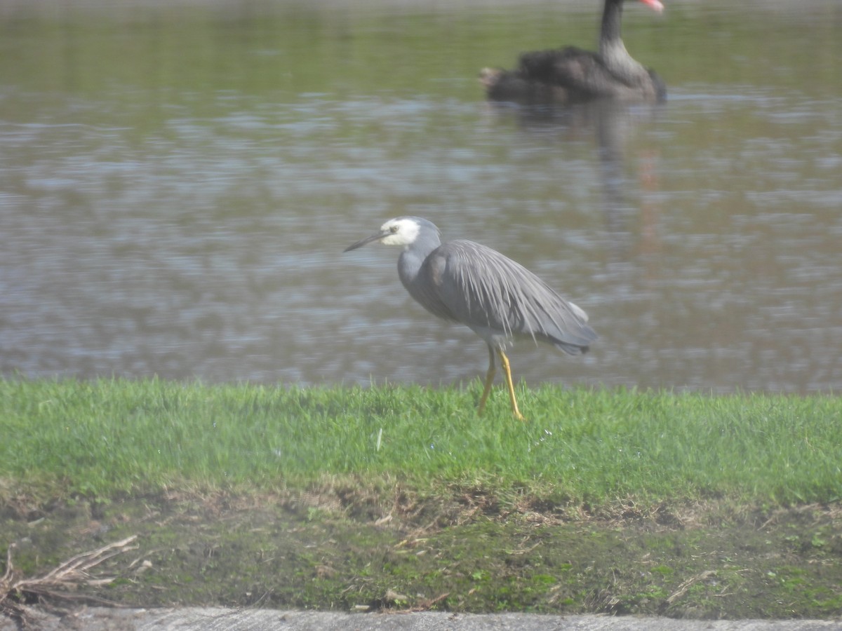 White-faced Heron - George Watola