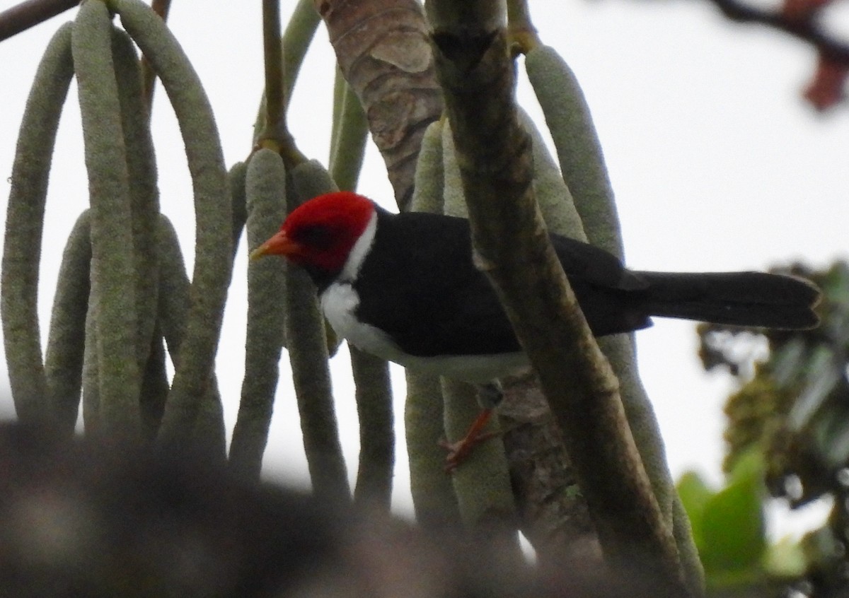 Yellow-billed Cardinal - ML620632061