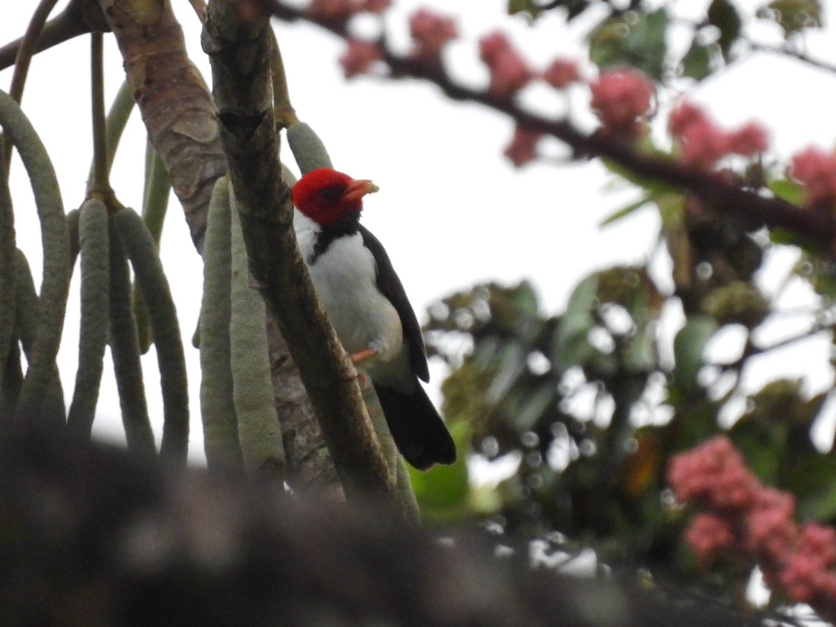 Yellow-billed Cardinal - ML620632062