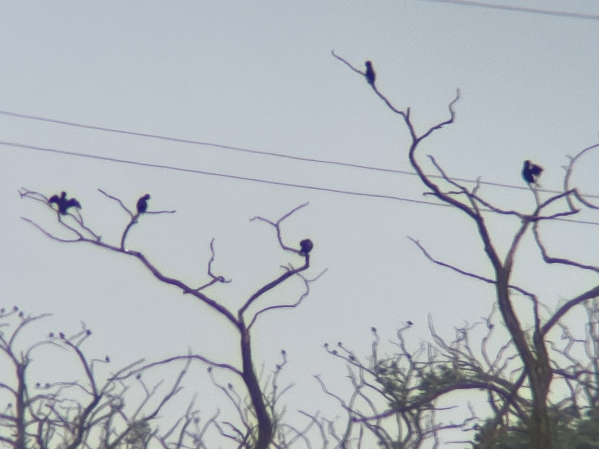 Pygmy Cormorant - ML620632063