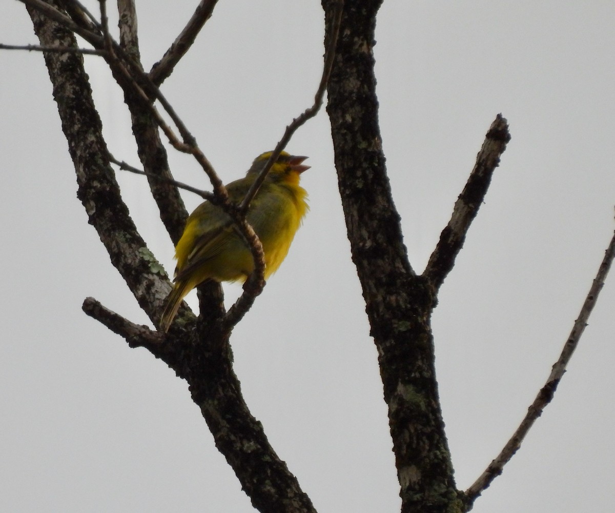 Yellow-fronted Canary - ML620632064