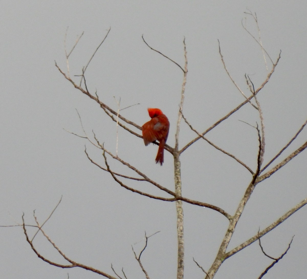 Cardinal rouge - ML620632065