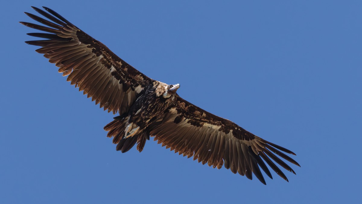 Cinereous Vulture - ML620632066