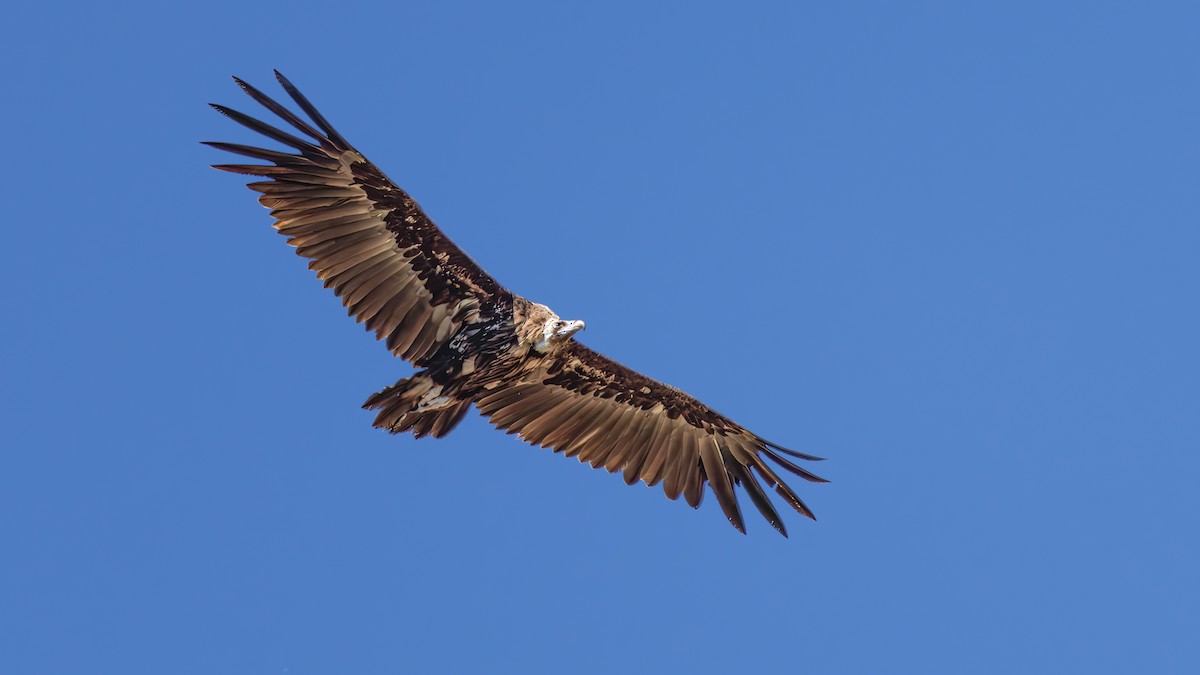 Cinereous Vulture - ML620632067