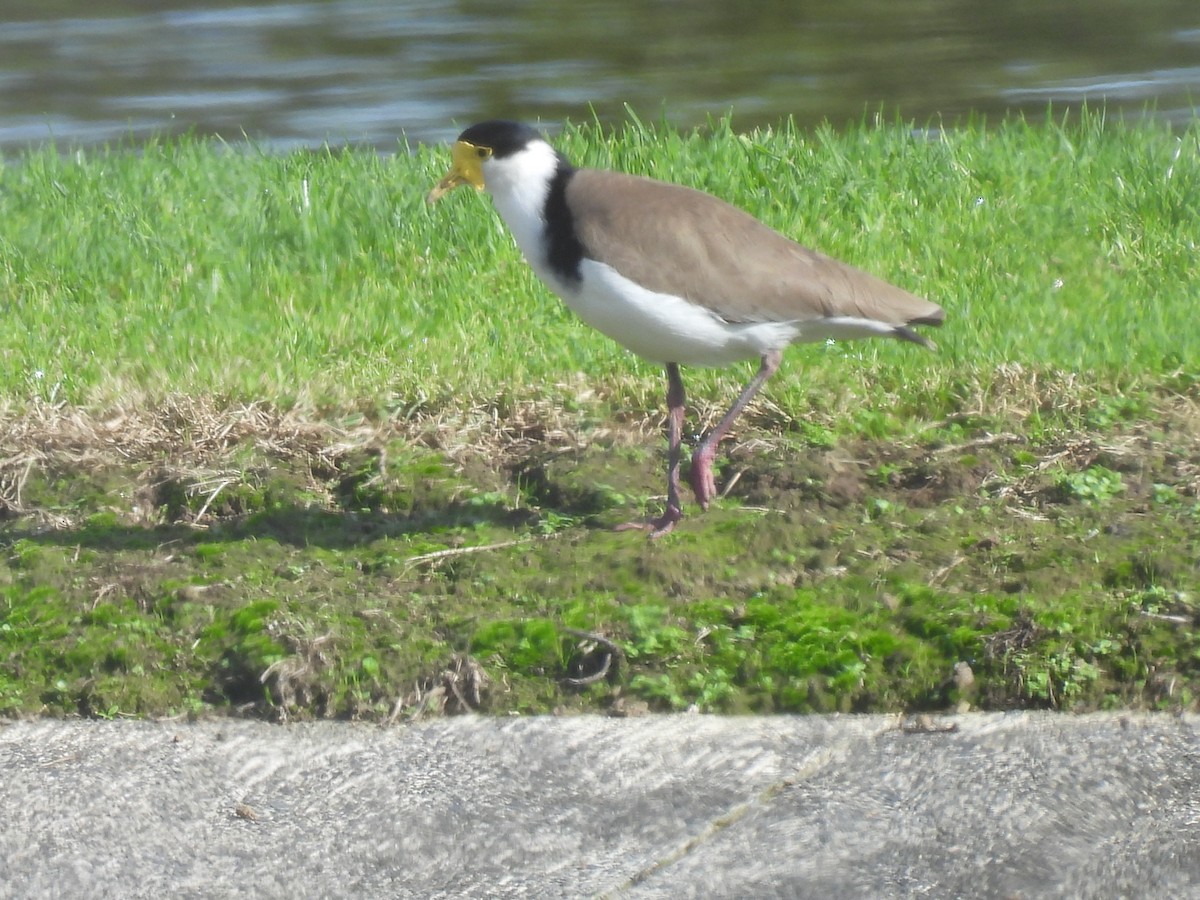 Masked Lapwing - ML620632069