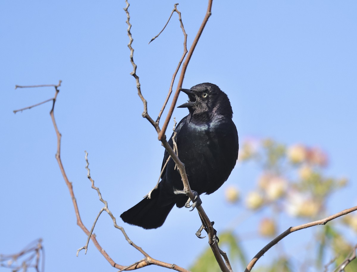 Brewer's Blackbird - ML620632072