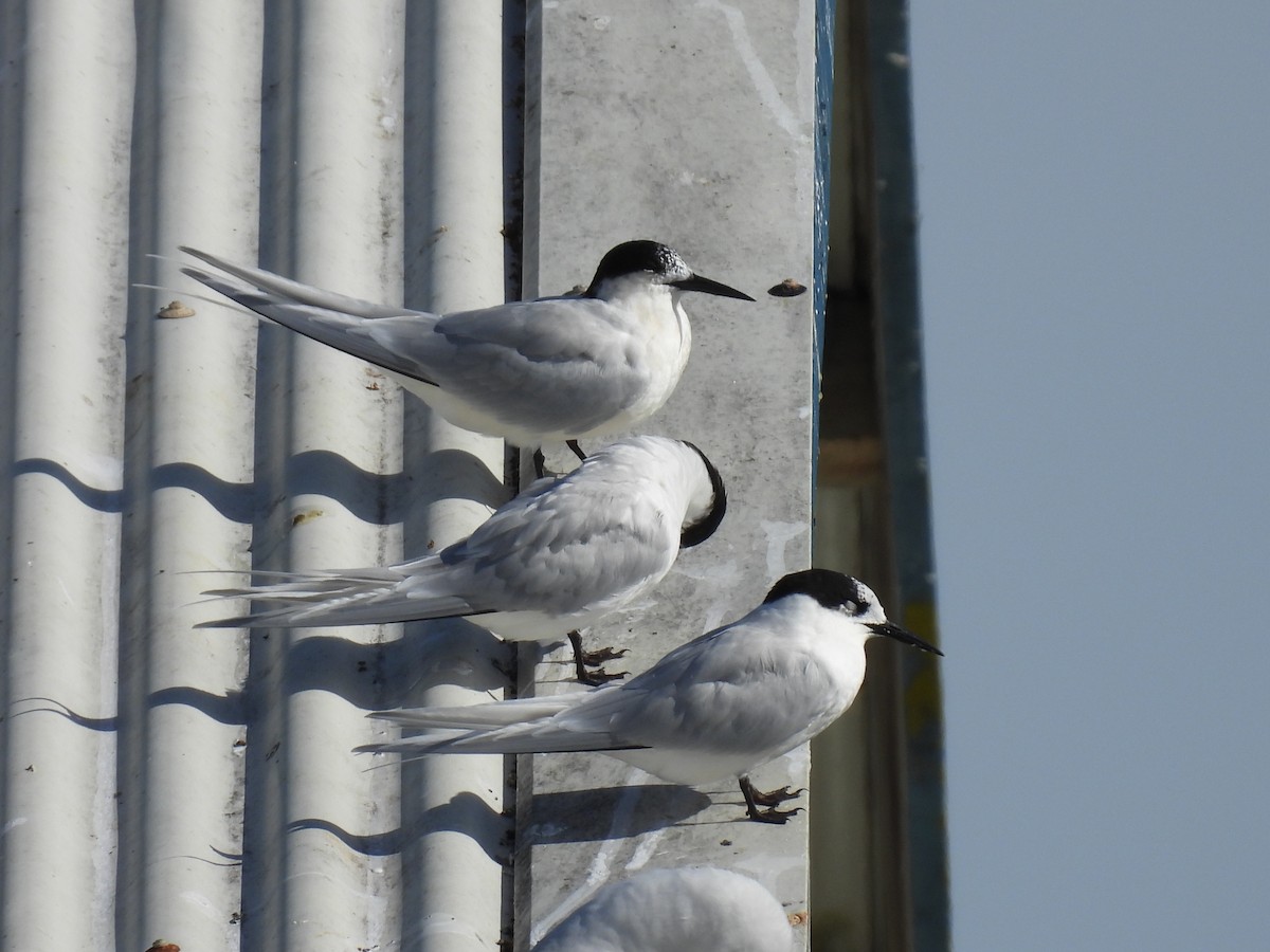 White-fronted Tern - ML620632076