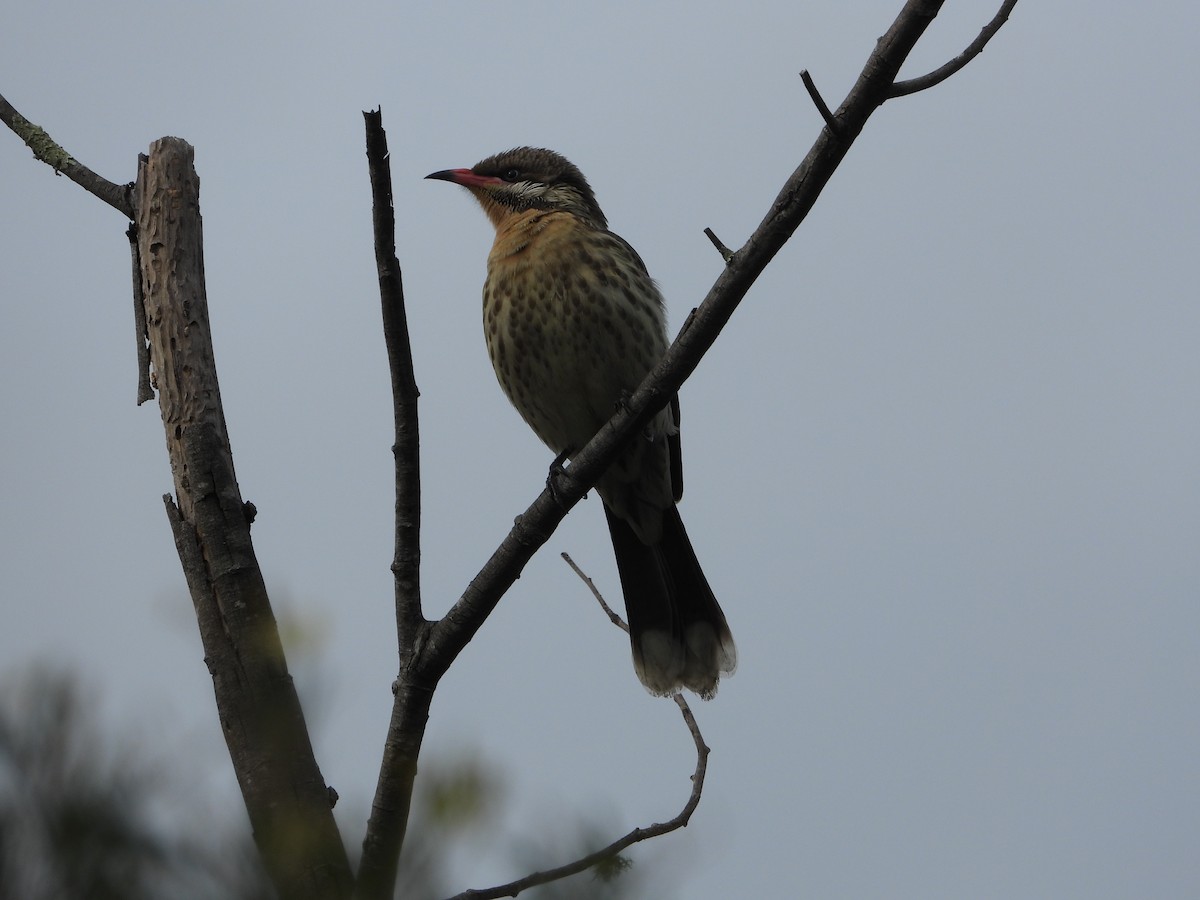 Spiny-cheeked Honeyeater - ML620632079