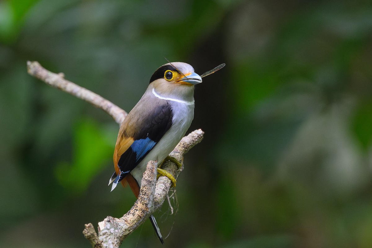 Silver-breasted Broadbill - ML620632081