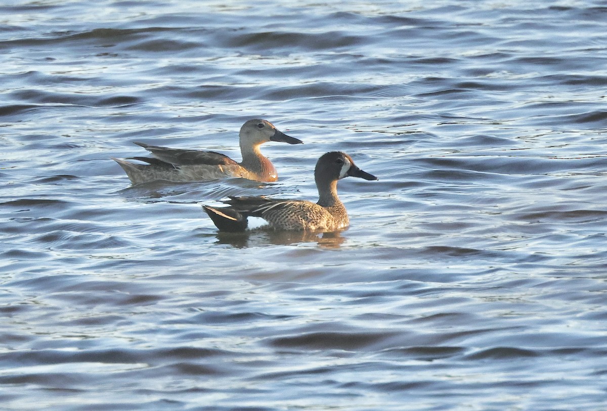 Blue-winged Teal - ML620632082