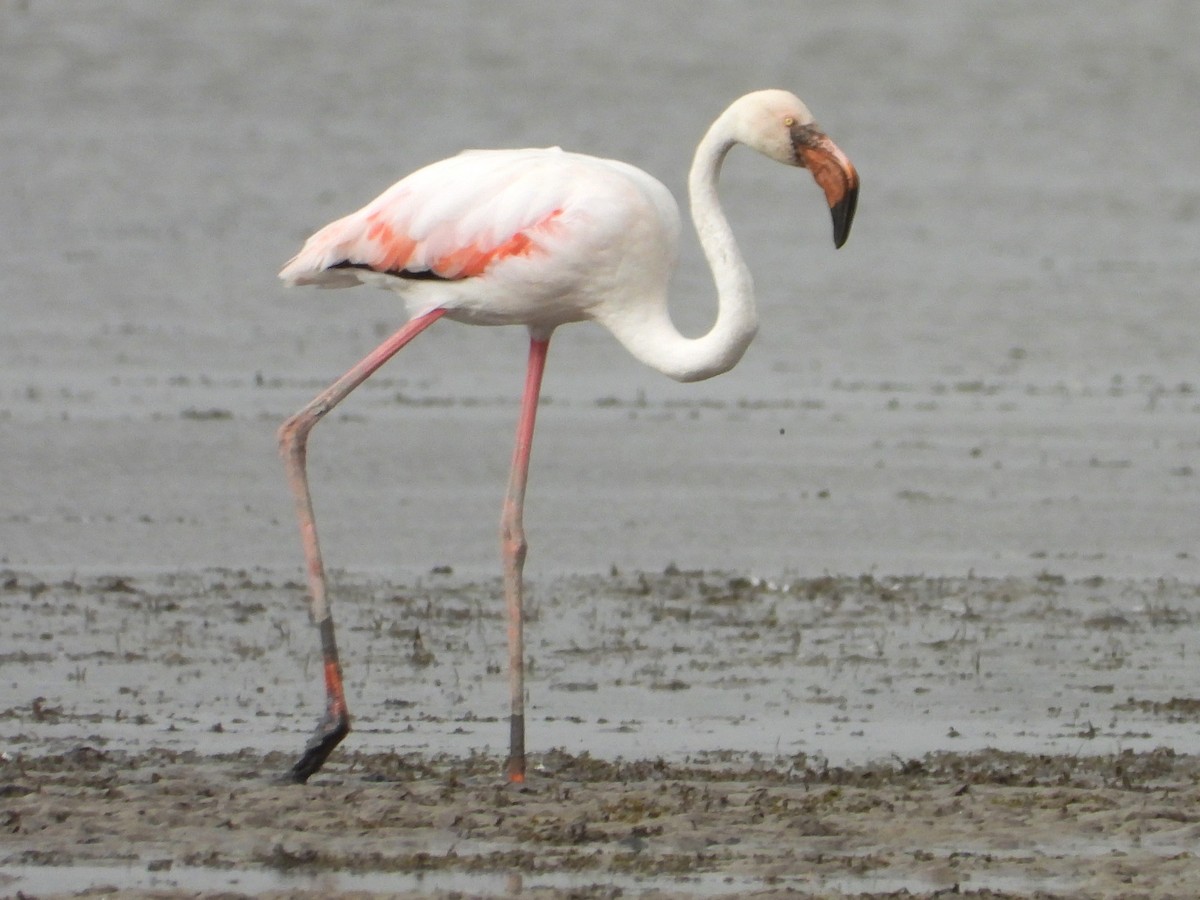 Greater Flamingo - ML620632092