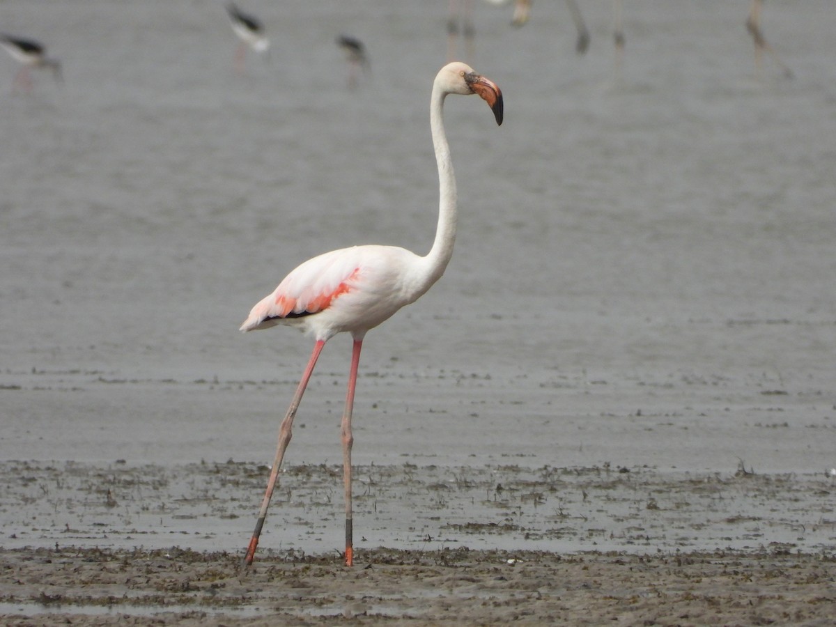 Greater Flamingo - ML620632095