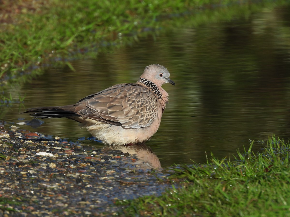 Spotted Dove - ML620632101