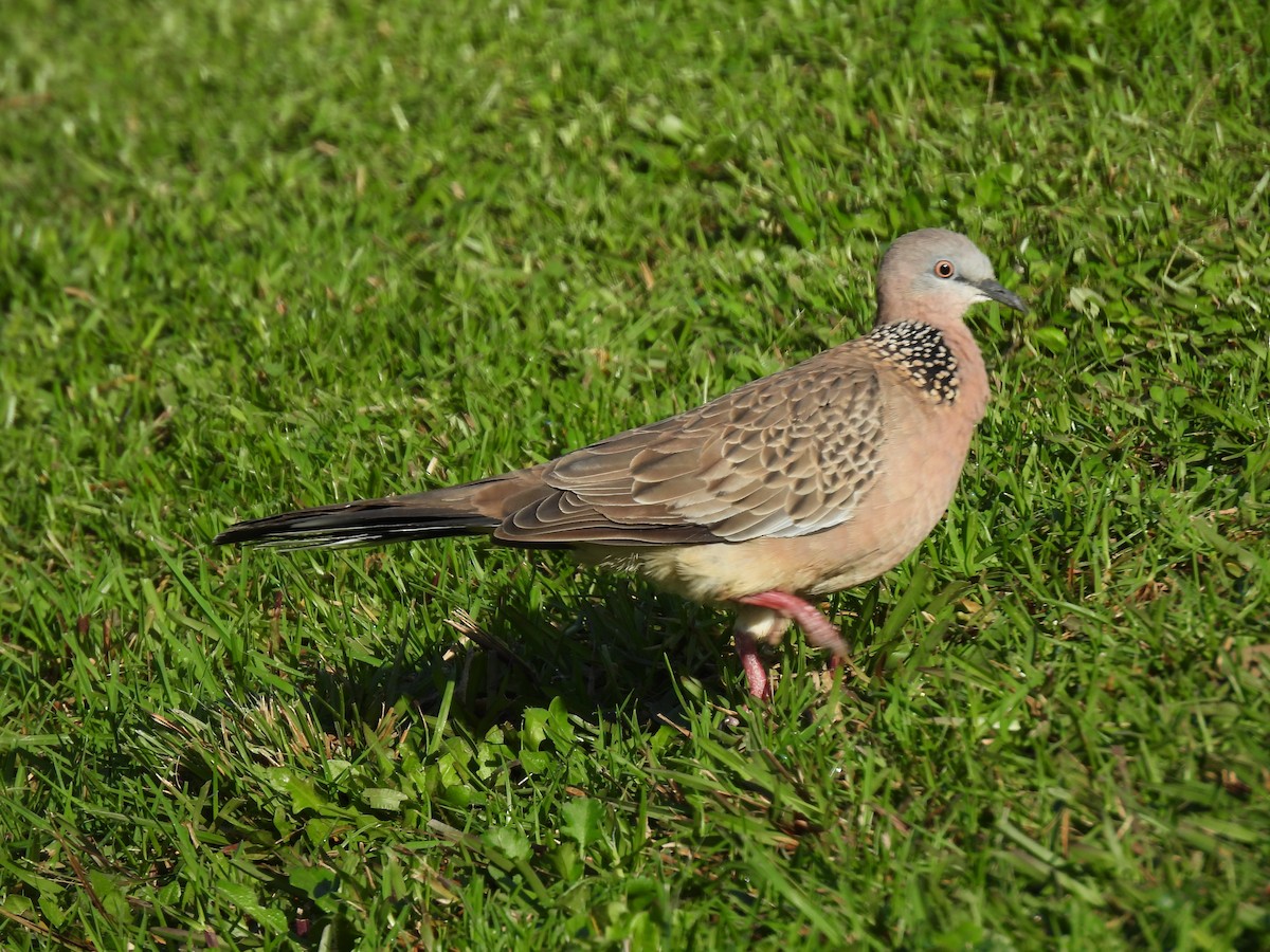Spotted Dove - ML620632102