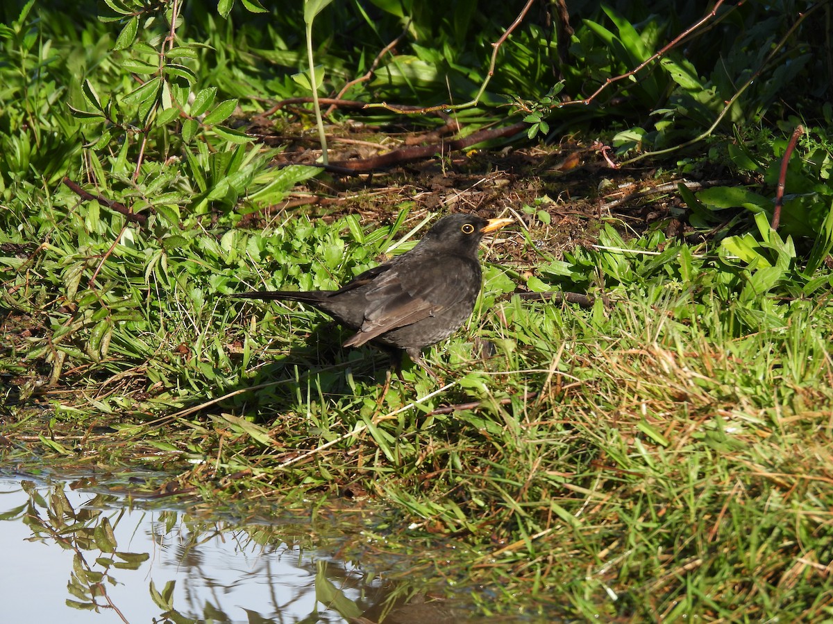 Eurasian Blackbird - ML620632105