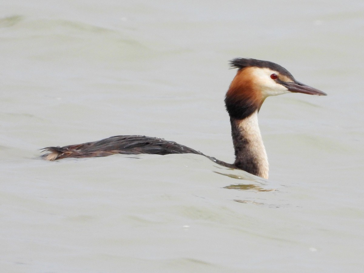Great Crested Grebe - ML620632107