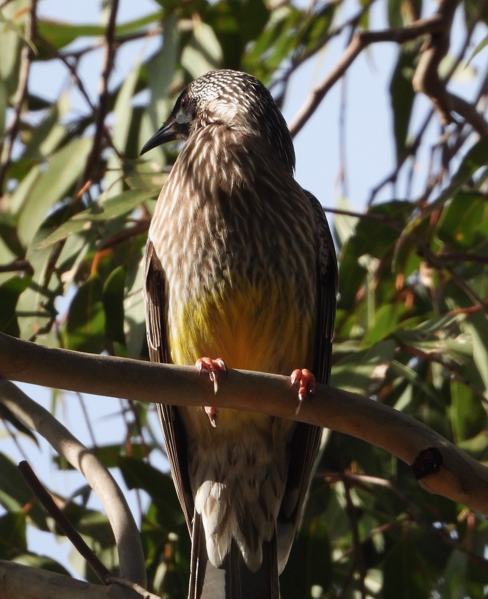 Red Wattlebird - ML620632109