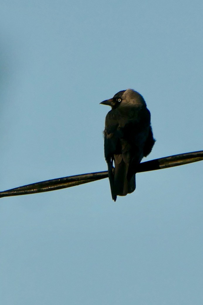 Eurasian Jackdaw - ML620632110